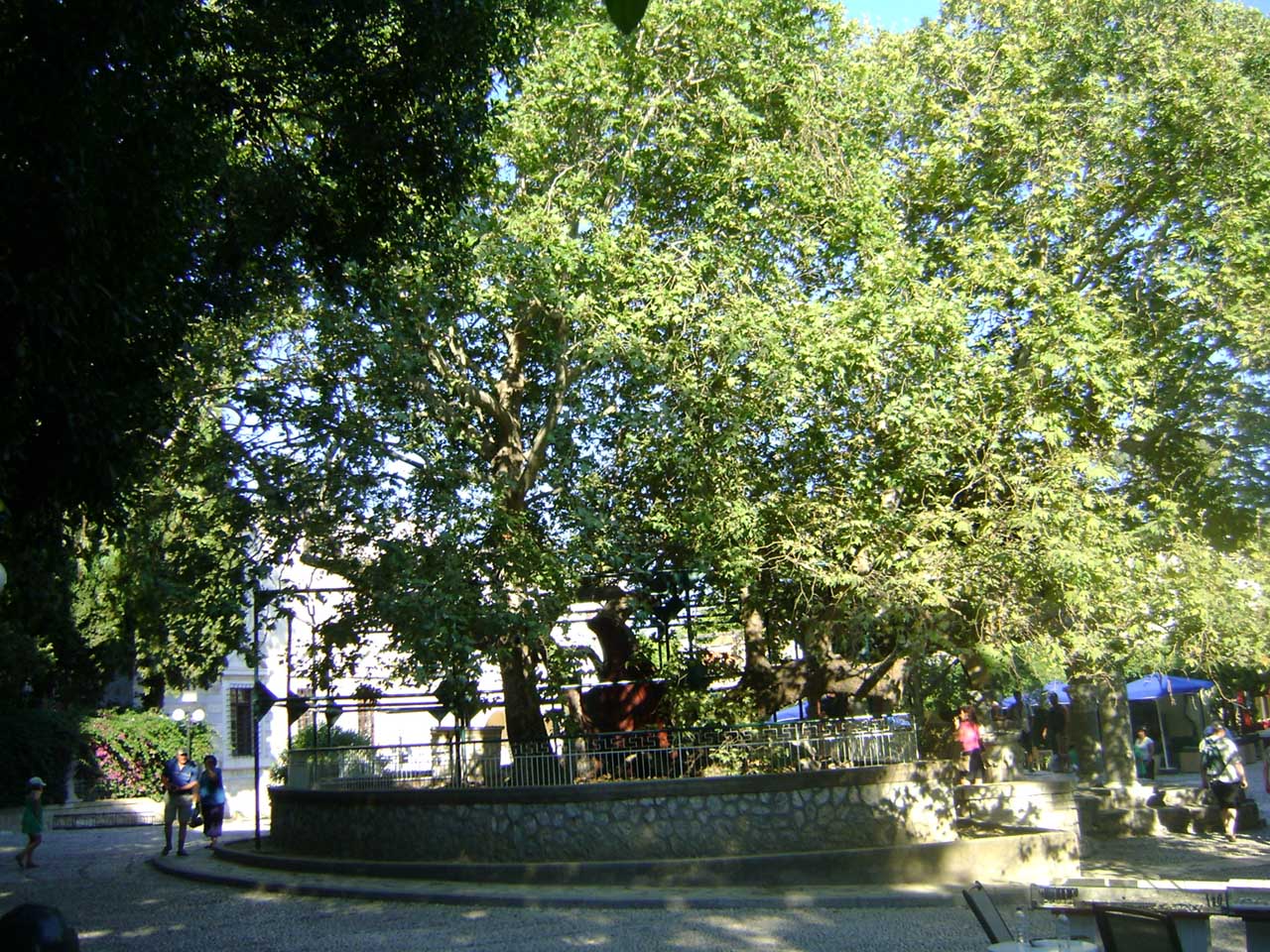 Plane Tree of Hippocrates